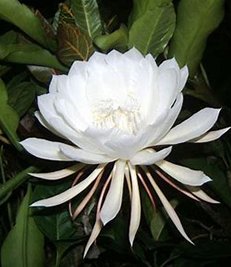 flowe
