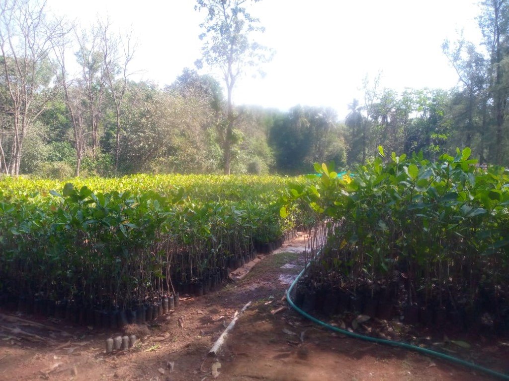 plantation 11