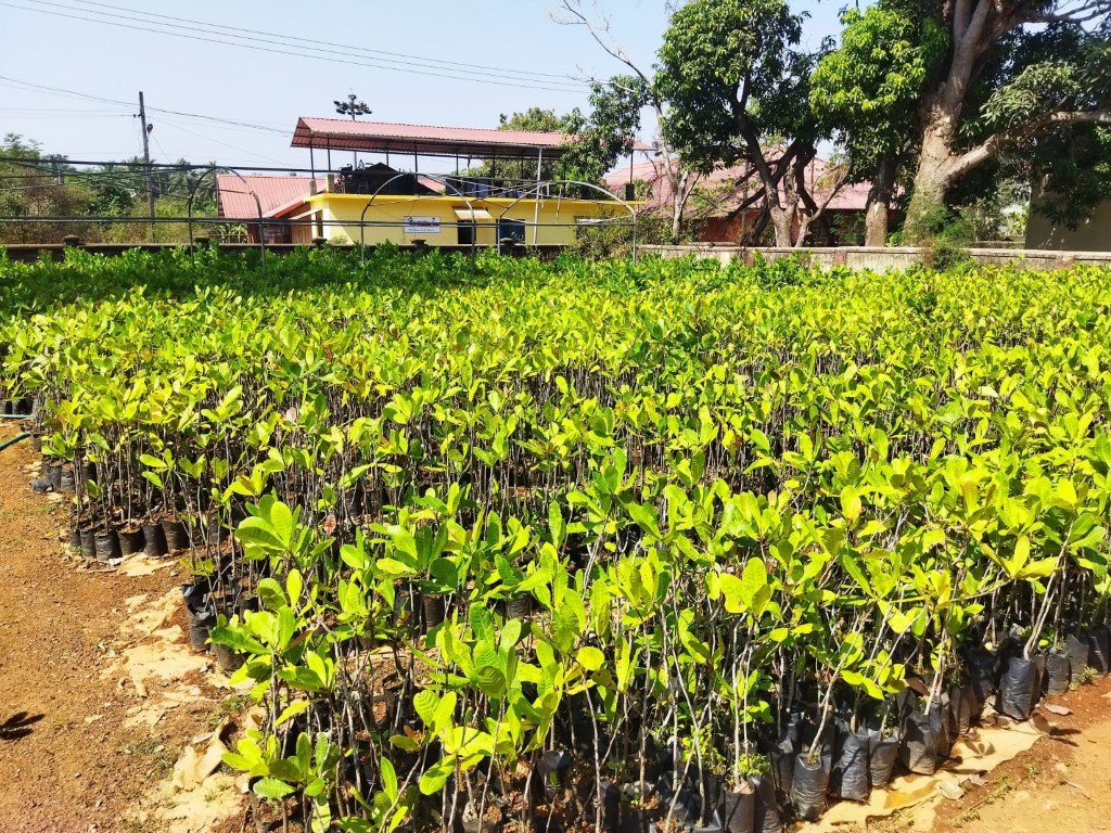 plantation 6