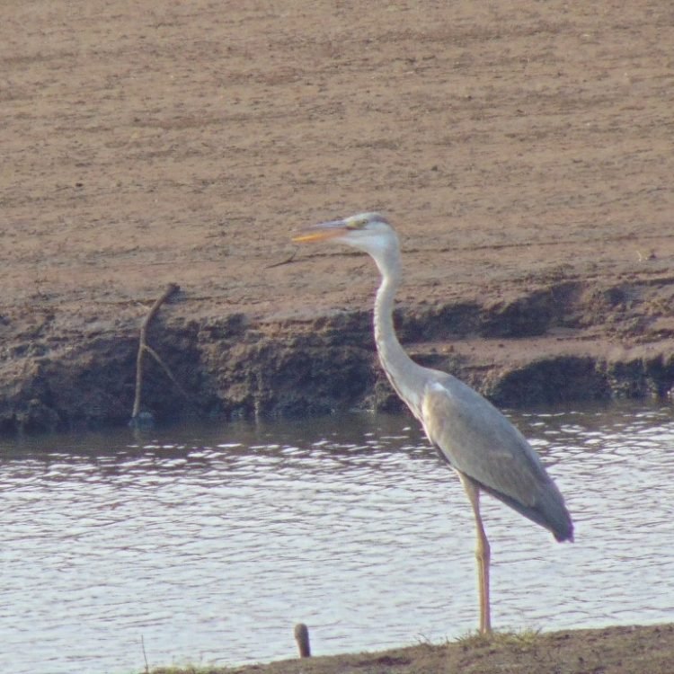 bird 13