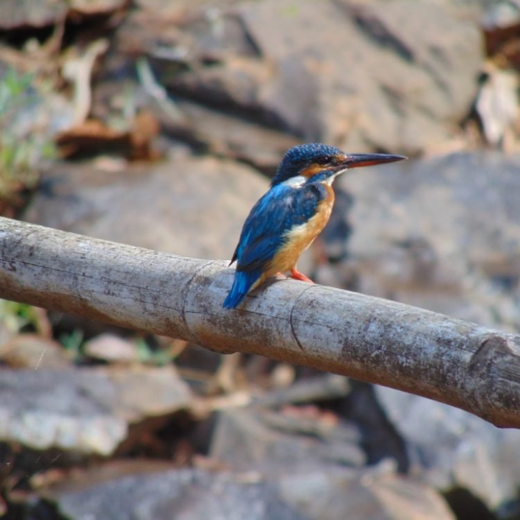 kingfisher