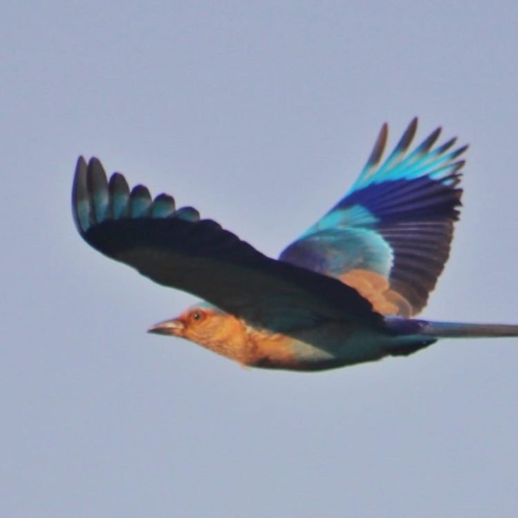 kingfisher